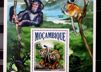 Mozambik ( małpa ) 2