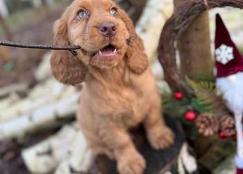 Cudowny piesek Cocker Spaniel Angielski z rodowodem wielopokoleniowym