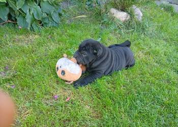 SHAR PEI