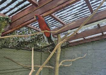 Rozella królewska Rozella królewska