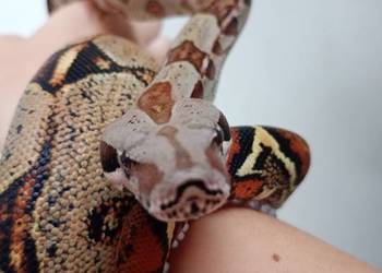 Boa imperator samiec(podrostek