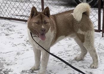 Akita amerykańska
