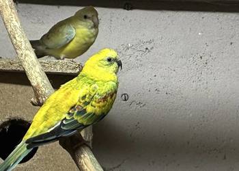 Świergotki seledynowe, para