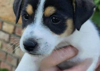szczeniaki Jack russell terrier z rodowodem