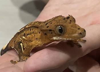 Gekon orzęsiony Dalmatian