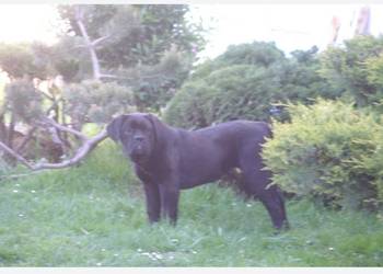 Cane Corso FCI suczka, zagraniczne krycie, wyjątkowa psychika
