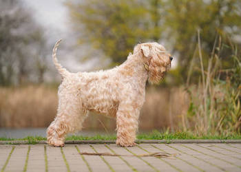 PSZENICZNY TERIER, Irish soft coated wheaten terrier - Top of Ben Nevis FCI