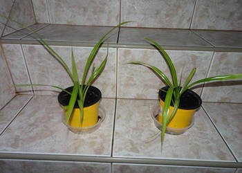 pandan / pochutnik