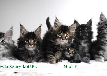 Kociaczki  maine coon z prawdziwym rodowodem.