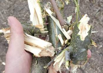 Zrębki akacjowo-śliwkowe