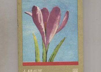 Narcyzy i krokusy Narcyzy i krokusy