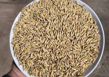 Owies Do Siewu po Centrali plon 5-6 ton