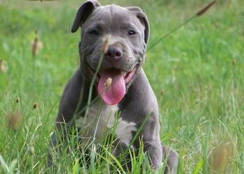 Amstaff Blue - mocny samiec
