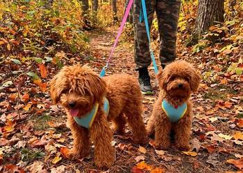 Maltipoo f1b XS Zgredek Piesek