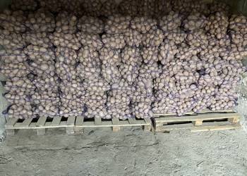 Sprzedam ziemniaki jadalne oraz wielkości 30-50 mm