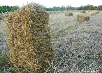 Sprzedam słomę w kostkach zbiór 2025