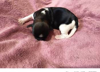 Suczka Shih-tzu