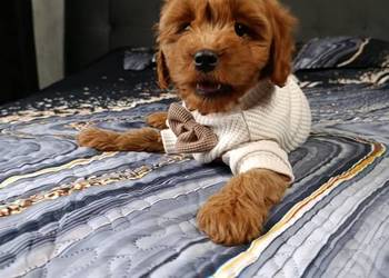 Cavapoo Suczka