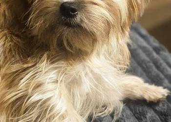 Yoreczka mała blondyneczka