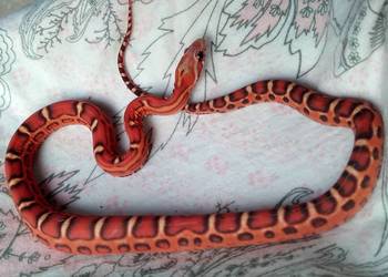 Samica SCALELESS Red Factor het Hypo Diffused Amel wąż zbożowy węże zbożowe