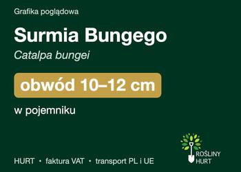 Surmia Bungego (Catalpa bungei) obwód 10-12 cm, w pojemniku – HURT