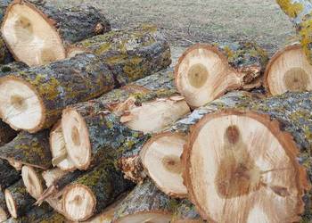 Drewno liściaste osika Cena 200 zł okolice Olsztyna.