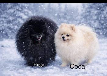 Szpic miniaturowy Pomeranian