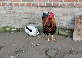 Sprzedam koguta wandota olbrzymi