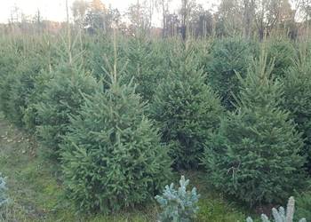 Choinki prosto z przydomowej plantacji