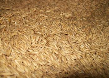 Owies ozimy Kws snowbird