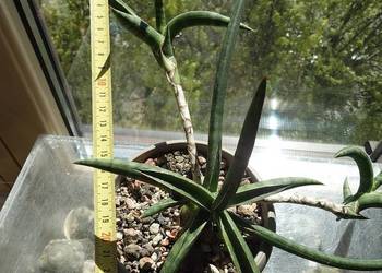 Sansevieria ballyi Minnie odrost ok 20 cm sansewieria kolekcja