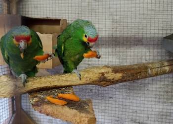 Amazonki Żółtolice