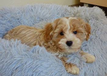 Pieski rasy Maltipoo