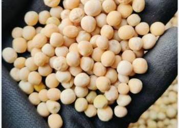 Groch jary astronaute