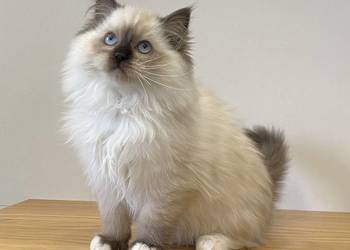 Małe kotki Ragdoll FPL kotka