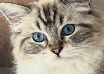 Rodowodowe kocięta Ragdoll