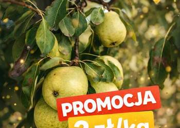 Gruszki prosto od sadownika – promocja 2 zł/kg