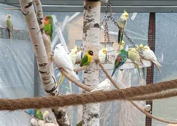 Witam mam na sprzedaż nimfy różne mutacje