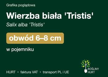 Wierzba biała 'Tristis' (Salix alba) obwód 6-8 cm, w pojemniku – HURT