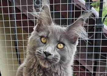 Bardzo duży niebieski kocurek Maine Coon - FPL