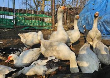 Gęsi białe Swojskie
