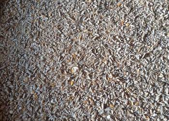 Pasza Śróta Mieszanka zbóż kuru brojlery inne Pasza Śróta Mieszanka zbóż kuru brojlery inne