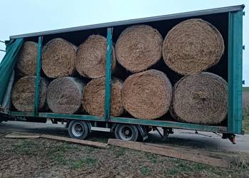 Słoma pszenna 150 w belach