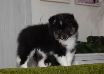 Owczarek szetlandzki piesek trikolor ZKWP/ FCI sheltie
