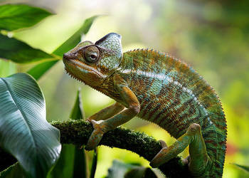 Kaneleon Jemeński Samiec