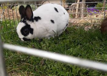 Królik Rex mini samiec