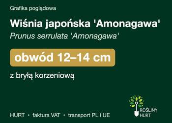 Wiśnia japońska 'Amonagawa' obwód 12-14 cm, z bryłą – HURT