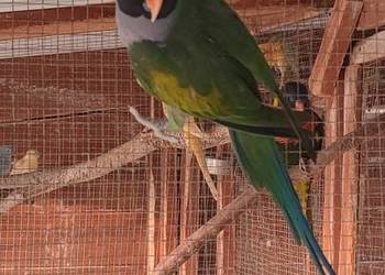 Aleksandretta chińska samiec