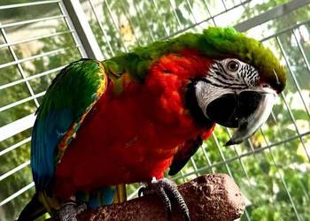Ara Harlequin – samica, ręcznie karmiona, oswojona | komplet z dużą klatką