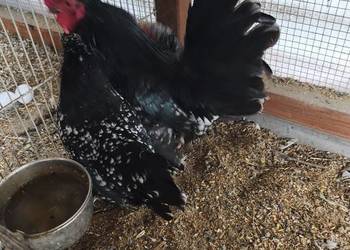 Jaja jajka lęgowe karzełka lapciatego 60zl za 10szt